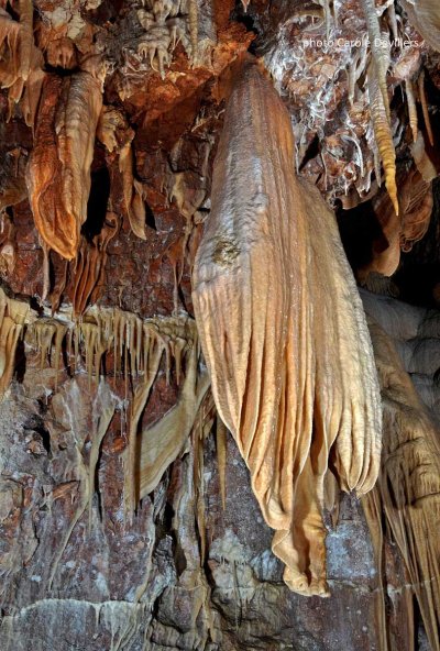 Le Calmar géant de la grotte Bellony