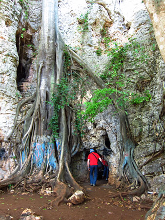 Arbre centenaire plongeant ses racines dans la grotte Saint-Gregoire a Fond-des-Negres
